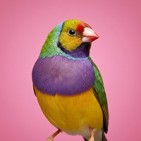 Productos para pájaros